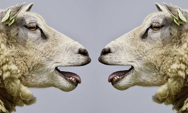 sheep, bleat, communication sheep, bleat, communication
