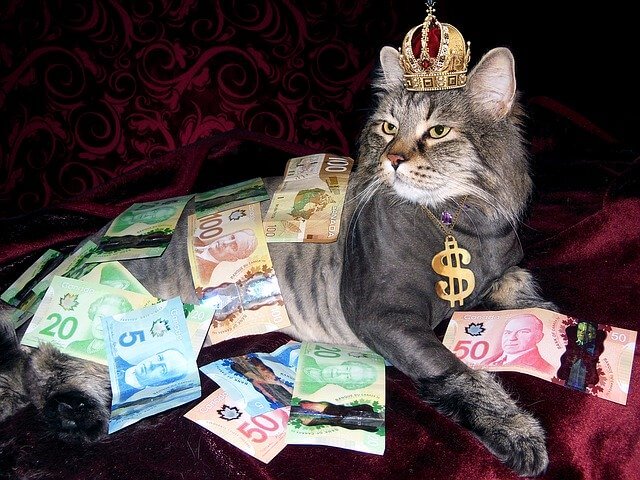 money, cat, wealth money, cat, wealth